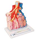 Akciğer Lobülleri - Kan damarları ile birlikte - 3B Smart Anatomy, 1008493 [G60], Akciğer Modelleri