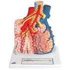Model of Pulmonary Lobule with Surrounding Blood Vessels, 130 times Magnified, 1008493 [G60], Lung Models (Small)