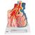 Lobos pulmonares com vasos sanguíneos circundantes, 1008493 [G60], Modelo de pulmão (Small)