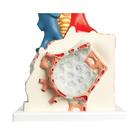 Model of Pulmonary Lobule with Surrounding Blood Vessels, 130 times Magnified, 1008493 [G60], Lung Models (Small)