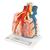 Lobos pulmonares com vasos sanguíneos circundantes, 1008493 [G60], Modelo de pulmão (Small)
