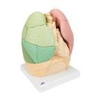 Pulm&oacute;n por segmentos, 1008494 [G70], Modelos de Sistema Respiratorio (Small)