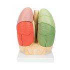 Pulm&oacute;n por segmentos, 1008494 [G70], Modelos de Sistema Respiratorio (Small)