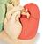 Szegmentált tüdő modell - 3B Smart Anatomy, 1008494 [G70], Tüdő modellek (Small)