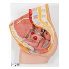 Female Pelvis Model in Median Section, 2 part - 3B Smart Anatomy, 1000281 [H10], Genital and Pelvis Models