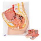 Female Pelvis Model in Median Section, 2 part, 1000281 [H10], Genital and Pelvis Models (Small)