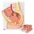 Bacino femminile, in 2 parti - 3B Smart Anatomy, 1000281 [H10], Modelli di Pelvi e Organi genitali (Small)