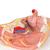 Модель женского таза, 2 части - 3B Smart Anatomy, 1000281 [H10], Модели гениталий и таза (Small)