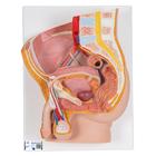 Bacino maschile, in 2 parti - 3B Smart Anatomy, 1000282 [H11], Modelli di Pelvi e Organi genitali