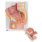 Male Pelvis Model in Median Section, 2 part, 1000282 [H11], Genital and Pelvis Models (Small)