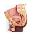 Male Pelvis Model in Median Section, 2 part, dark skin, 1024381 [H11D], Genital and Pelvis Models (Small)