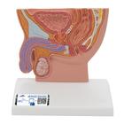 Männlicher Beckenschnitt Modell, 1/2 Größe - 3B Smart Anatomy, 1000283 [H12], Genital- und Beckenmodelle