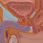 Male Pelvis Model in Median Section, 1/2 Life-Size, 1000283 [H12], Genital and Pelvis Models (Small)