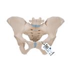 Female Pelvis Skeleton Model, 3 part - 3B Smart Anatomy, 1000285 [H20/1], Genital and Pelvis Models