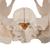 여성골반모형(3파트) Female Pelvis Skeleton Model, 3 part - 3B Smart Anatomy, 1000285 [H20/1], 생식기 및 골반 모델 (Small)