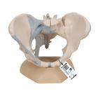 Female Pelvis Skeleton Model with Ligaments, 3 part - 3B Smart Anatomy, 1000286 [H20/2], Women's Health Education