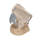 Female Pelvis Skeleton Model with Ligaments, 3 part, 1000286 [H20/2], Genital and Pelvis Models (Small)