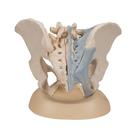 Female Pelvis Skeleton Model with Ligaments, 3 part, 1000286 [H20/2], Genital and Pelvis Models (Small)