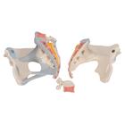 Female Pelvis Skeleton Model with Ligaments, 3 part, 1000286 [H20/2], Genital and Pelvis Models (Small)