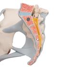 Female Pelvis Skeleton Model with Ligaments, 3 part, 1000286 [H20/2], Genital and Pelvis Models (Small)