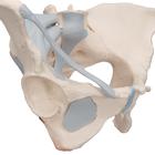 Female Pelvis Skeleton Model with Ligaments, 3 part, 1000286 [H20/2], Genital and Pelvis Models (Small)