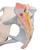 Модель женского таза со связками, мышцами тазового дна,  органами - 3B Smart Anatomy, 1000287 [H20/3], Модели гениталий и таза (Small)