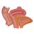 Bassin féminin avec ligaments, sectionné au niveau mi-sagittal à travers les organes des muscles du plancher pelvien, en quatre pièces - 3B Smart Anatomy, 1000287 [H20/3], Modèles partie génitale et bassin (Small)