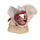 Human Female Pelvis Skeleton Model with Ligaments, Vessels, Nerves, Pelvic Floor Muscles & Organs, 6 part, 1000288 [H20/4], Genital and Pelvis Models (Small)