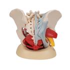 Human Female Pelvis Skeleton Model with Ligaments, Vessels, Nerves, Pelvic Floor Muscles & Organs, 6 part, 1000288 [H20/4], Genital and Pelvis Models (Small)