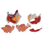 Weibliches Beckenmodell mit B&auml;ndern, Gef&auml;&szlig;en, Nerven, Beckenboden & Organen, 6-teilig, 1000288 [H20/4], Genital- und Beckenmodelle (Small)