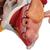 인대, 혈관, 신경, 골반저, 기관이 있는 여성골반 (6파트) Female Pelvis with Ligaments, Vessels, Nerves, Pelvic Floor, Organs - 3B Smart Anatomy, 1000288 [H20/4], 생식기 및 골반 모델 (Small)