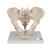 Male Pelvis Skeleton Model, 3 part - 3B Smart Anatomy, 1013026 [H21/1], Genital and Pelvis Models (Small)