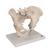 Erkek Pelvis Modeli - 3 parça - 3B Smart Anatomy, 1013026 [H21/1], Cinsel Organ ve Kalça Modelleri (Small)