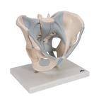 Human Male Pelvis Skeleton Model with Ligaments, 2 part, 1013281 [H21/2], Genital and Pelvis Models (Small)