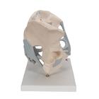 Human Male Pelvis Skeleton Model with Ligaments, 2 part, 1013281 [H21/2], Genital and Pelvis Models (Small)