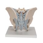 Human Male Pelvis Skeleton Model with Ligaments, 2 part, 1013281 [H21/2], Genital and Pelvis Models (Small)