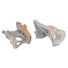 Human Male Pelvis Skeleton Model with Ligaments, 2 part, 1013281 [H21/2], Genital and Pelvis Models (Small)