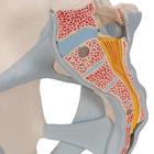 Human Male Pelvis Skeleton Model with Ligaments, 2 part, 1013281 [H21/2], Genital and Pelvis Models (Small)
