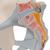 Pelvis masculina con ligamentos, 2 piezas - 3B Smart Anatomy, 1013281 [H21/2], Modelos de Pelvis y Genitales (Small)