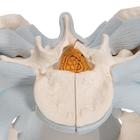 Human Male Pelvis Skeleton Model with Ligaments, 2 part, 1013281 [H21/2], Genital and Pelvis Models (Small)