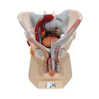 Модель мужского таза со связками, сосудами, нервами, тазовым дном и органами, 7 частей - 3B Smart Anatomy, 1013282 [H21/3], Модели гениталий и таза