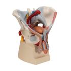 M&auml;nnliches Beckenmodell mit B&auml;ndern, Gef&auml;&szlig;en, Nerven, Beckenboden & Organen, 7-teilig, 1013282 [H21/3], Genital- und Beckenmodelle (Small)