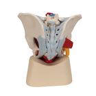 M&auml;nnliches Beckenmodell mit B&auml;ndern, Gef&auml;&szlig;en, Nerven, Beckenboden & Organen, 7-teilig, 1013282 [H21/3], Genital- und Beckenmodelle (Small)