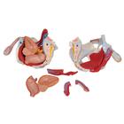 Male Pelvis Skeleton Model with Ligaments, Vessels, Nerves, Pelvic Floor Muscles & Organs, 7 part, 1013282 [H21/3], Genital and Pelvis Models (Small)