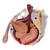 Männliches Becken Modell mit Bändern, Gefäßen, Nerven, Beckenboden & Organen, 7-teilig - 3B Smart Anatomy, 1013282 [H21/3], Genital- und Beckenmodelle (Small)