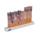 Hautschnitt Modell, 40-fache Gr&ouml;&szlig;e, 1000290 [J11], Hautmodelle (Small)