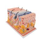 Cute, modello in blocco, ingrandito 70 volte, 1000291 [J13], Modelli di Pelle (Small)
