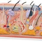 Human Skin Section Model, 70 times Full-Size, 1000291 [J13], Skin Models (Small)