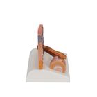 Corte de la piel, 1000292 [J14], Modelos de Piel (Small)