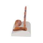 Corte de la piel, 1000292 [J14], Modelos de Piel (Small)